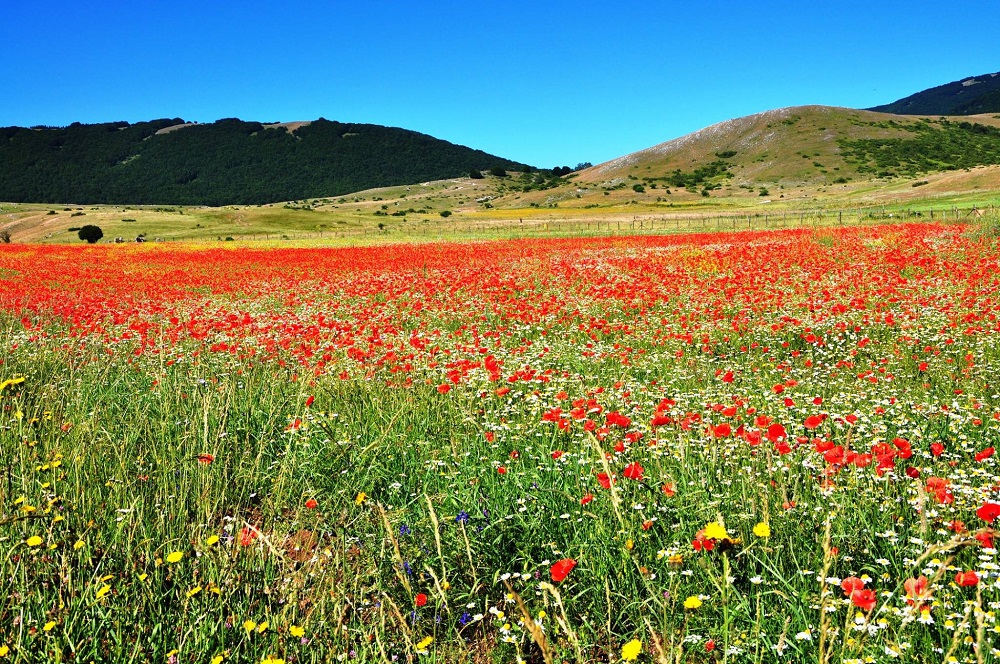 La fioritura delle lenticchie sull'altopiano di Rascino - foto di Stefania Castelli