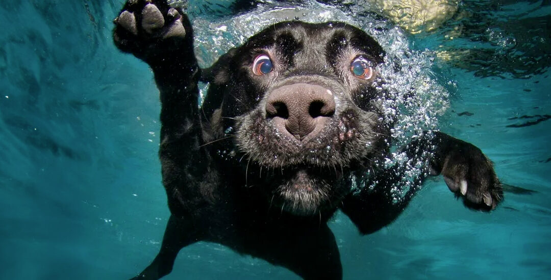 Spiagge pet friendly e il tuo amico a quattro zampe è sempre con te