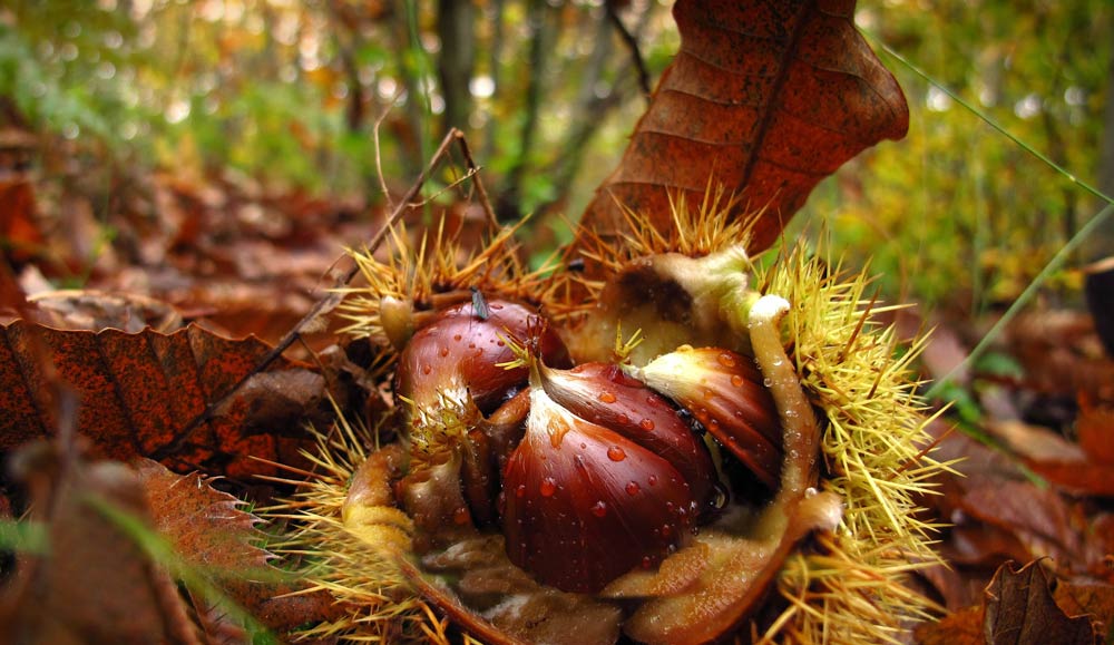 Castagne e marroni