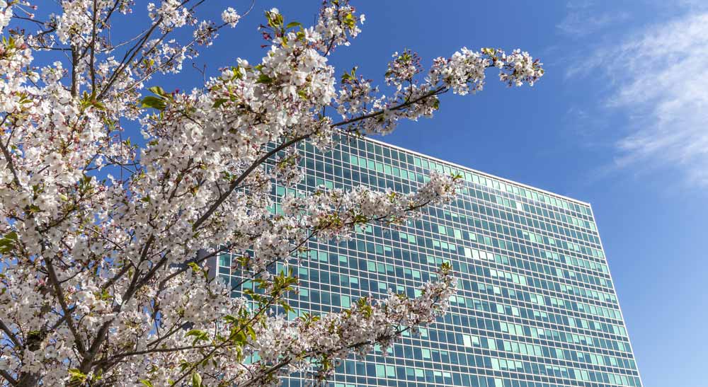 La magia dell’Hanami a Roma