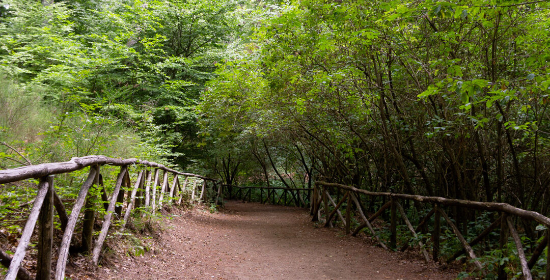 Passeggiando nel fresco della Faggeta del Monte Cimino