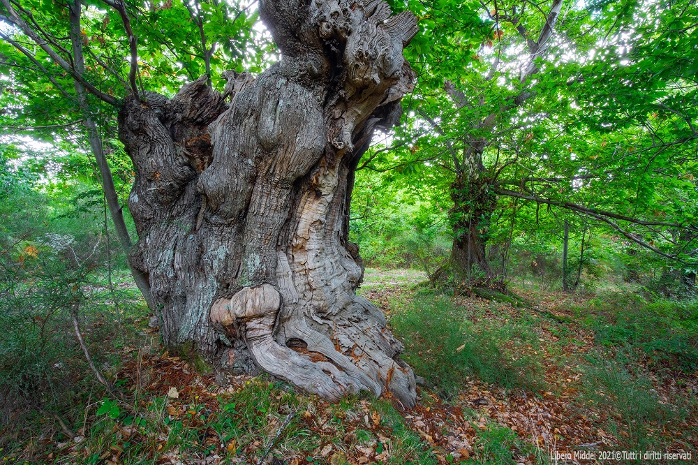 Il Castagneto secolare a Capranica Prenestina - foto by Libero Middei