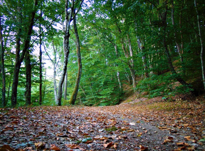 Monumento Naturale Faggeto di Allumiere