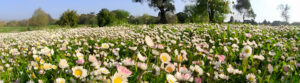 Uno dei prati di Villa Doria Pamphilj in fiore