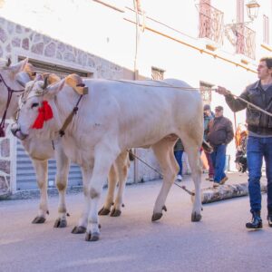 Festa di Sant'Antonio Abate a Posta - FB @santantonioposta