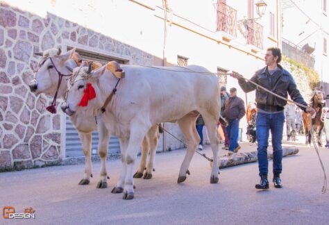 Festa di Sant'Antonio Abate a Posta - FB @santantonioposta