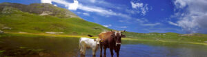 Mucca e vitello nell'acqua del lago nella Riserva della Duchessa - Foto di Tullio Proia