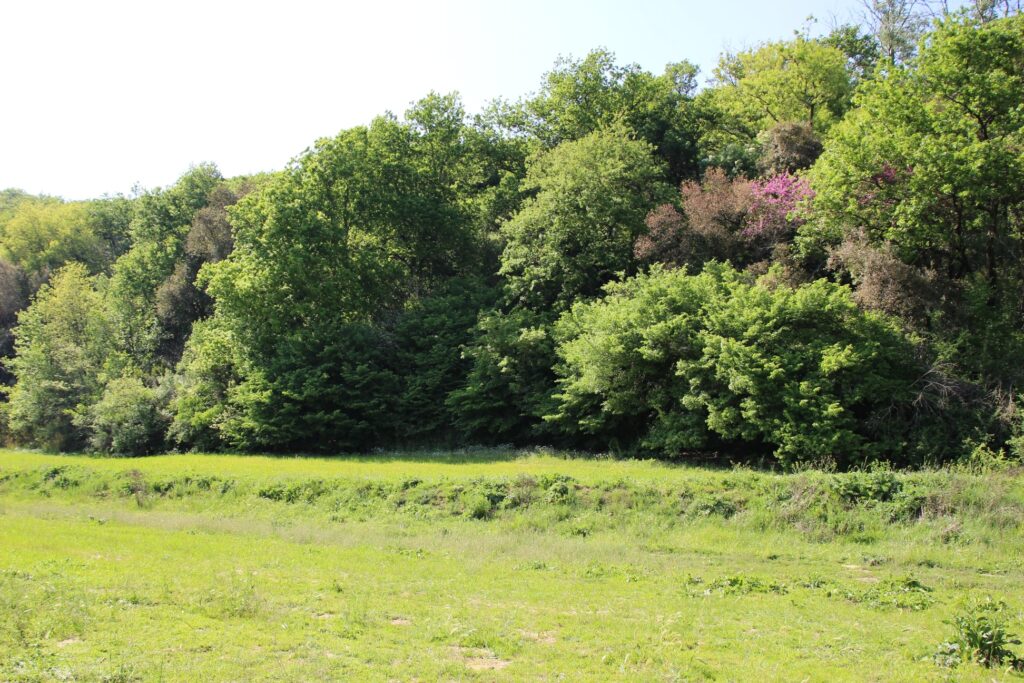 Panoramica del bosco dell'Insugherata, foto da Facebook@RiservaNaturaledell'Insugherata