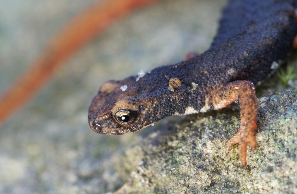 Un raro esemplare di salamandrina dagli occhiali