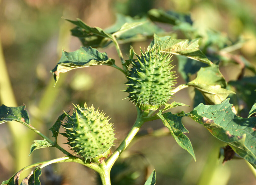 Stramonio spinosissimo