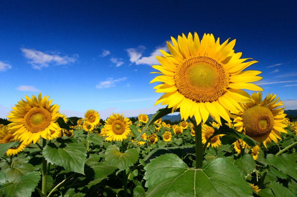 Campo di girasoli