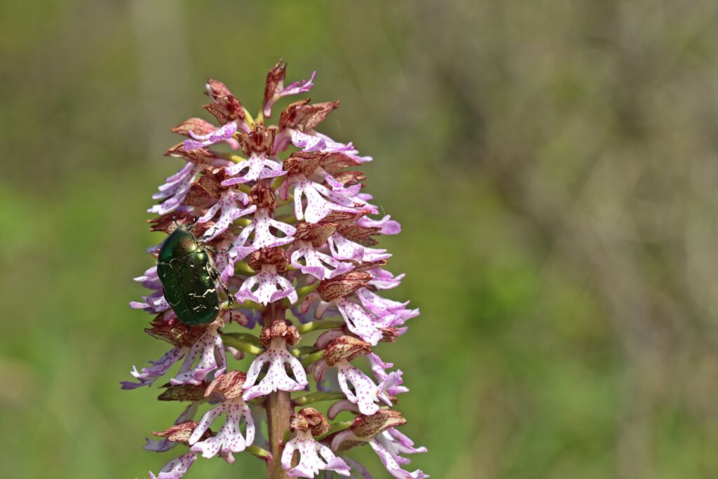 Orchidea maggiore