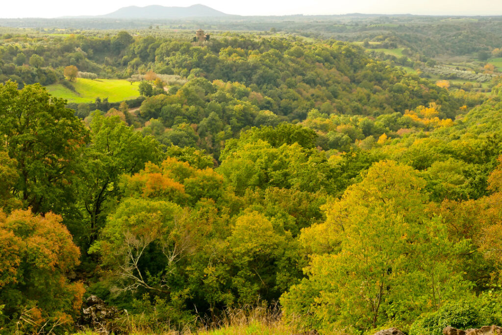 La Selva del Lamone in tutto il suo splendore