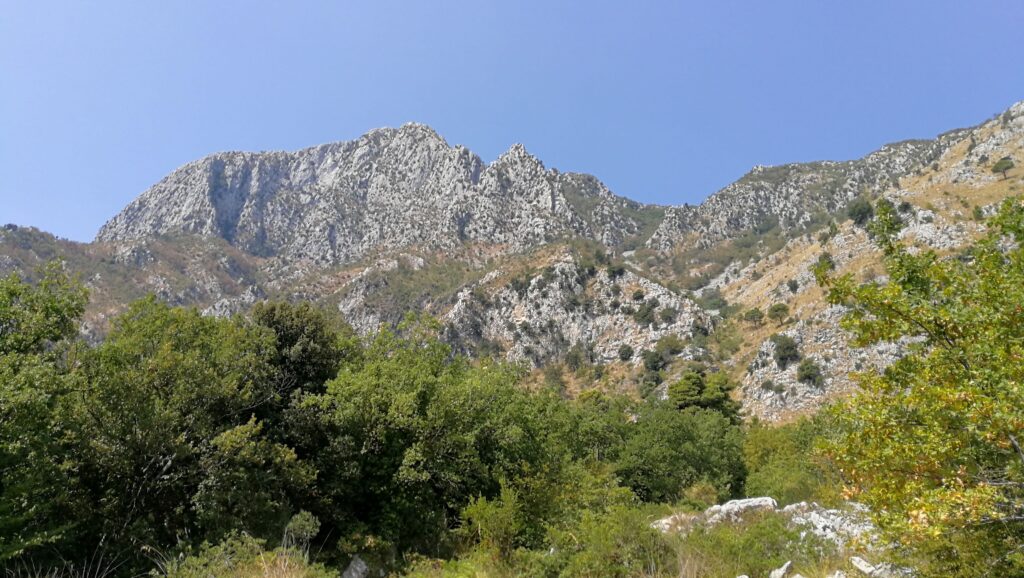 La Pineta di Selvacava alle pendici del Monte Fammera, foto da www.parchilazio.it