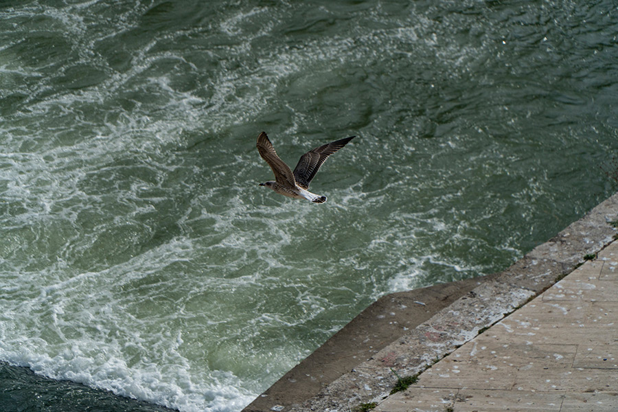 Gabbiano in volo su Tevere a Roma