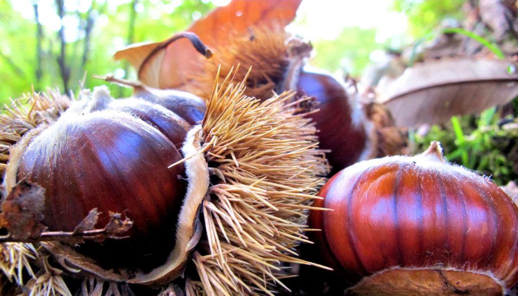 Castagne Rosse del Cicolano