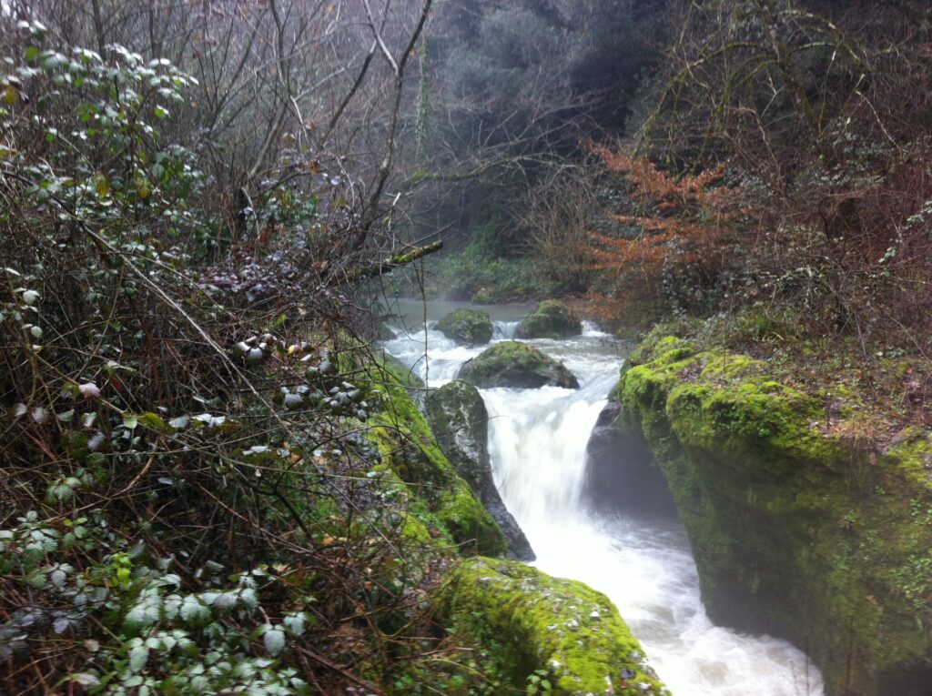 Forre del Rio Fratta a Corchiano