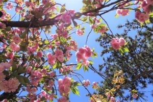 hanami all'Istituto Giapponese di Cultura Hanami - Facebook @istitutogiapponesedicultura